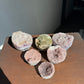 Rainbow cupcakes